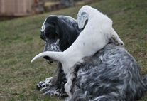 Click for large image