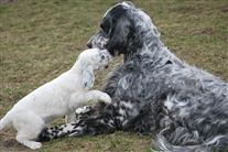 Click for large image