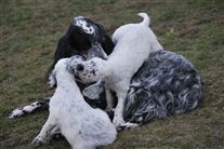 Click for large image