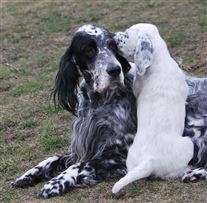 Click for large image