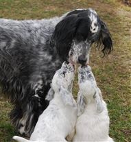 Click for large image