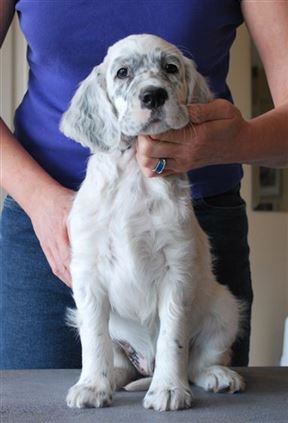 Click for large image