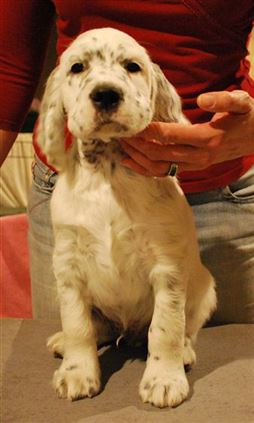 Click for large image