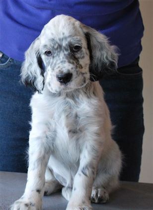 Click for large image