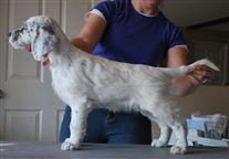 Click for large image