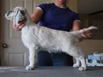 Click for large image