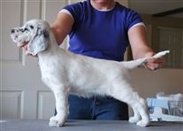 Click for large image