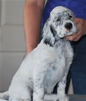 Click for large image