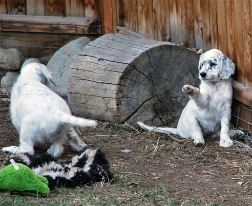 Click for large image