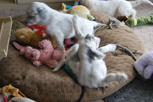 Click for large image