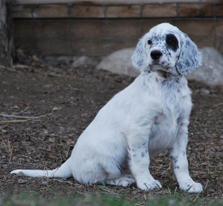 Click for large image