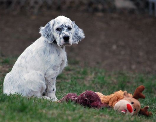 Click for large image