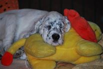 Click for large image