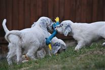 Click for large image