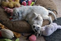 Click for large image