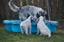 Click for large image