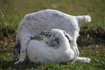 Click for large image