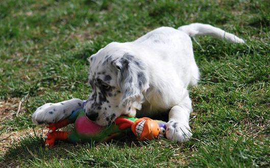 Click for large image