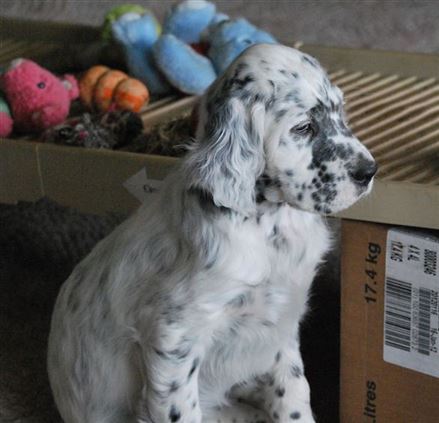 Click for large image