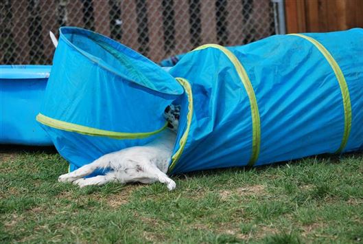 Click for large image