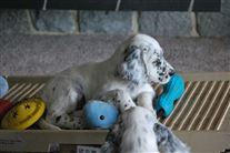 Click for large image