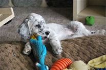 Click for large image