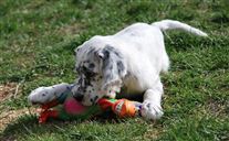 Click for large image