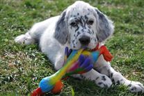 Click for large image