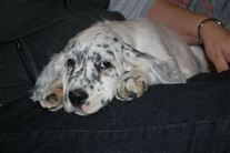 Click for large image