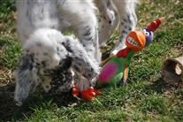 Click for large image