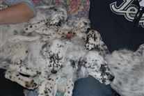 Click for large image