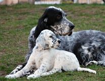 Click for large image