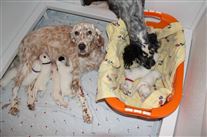 Click for large image