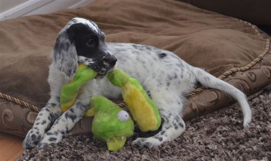 Click for large image