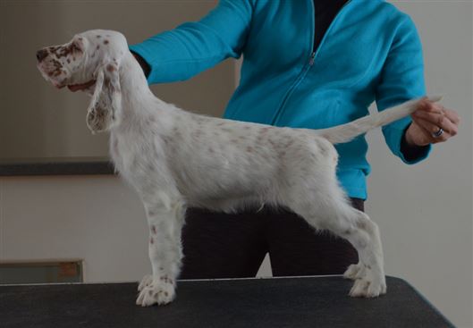 Click for large image