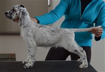 Click for large image