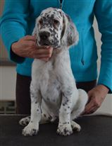 Click for large image