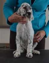 Click for large image