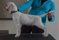 Click for large image