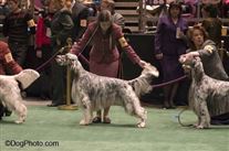 Click for large image