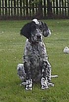 Click for large image