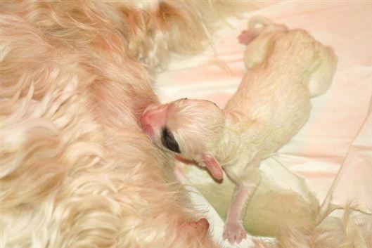 Click for large image