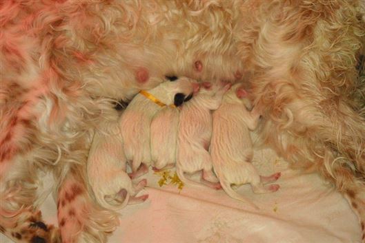 Click for large image