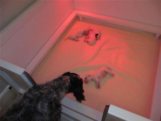 Click for large image