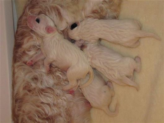 Click for large image