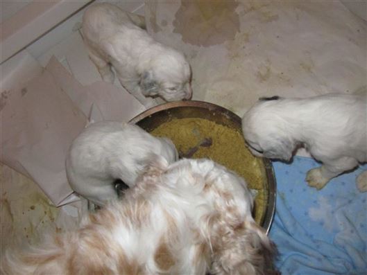 Click for large image