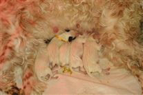 Click for large image