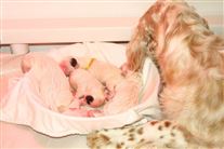 Click for large image