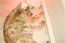 Click for large image