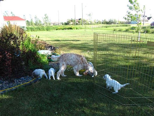 Click for large image